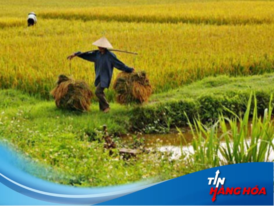 "Hạt v&agrave;ng Việt Nam" vụt s&aacute;ng tr&ecirc;n bản đồ ch&acirc;u &Aacute;